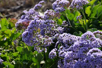 DSC_6911 (Large).JPG